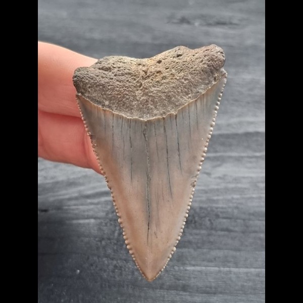 6,0 cm sehr großer Zahn des Großen Weißen Hai