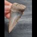 5.6 cm Great White Shark tooth