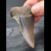 5.6 cm Great White Shark tooth