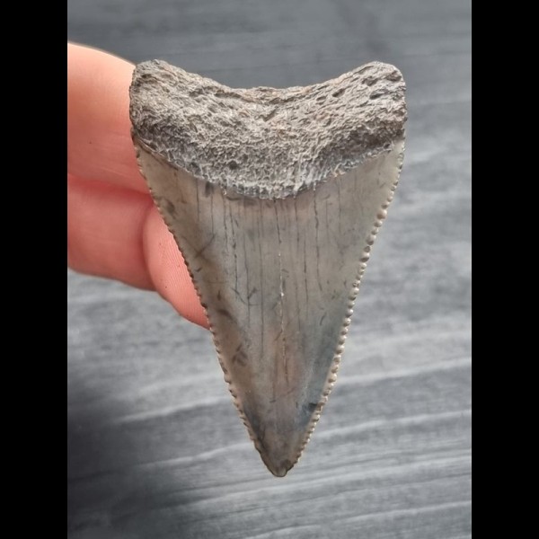 5,6 cm großer Zahn des Großen Weißen Hai aus dem Unterkiefer