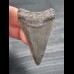 5,6 cm großer Zahn des Großen Weißen Hai aus dem Unterkiefer