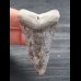 6.2 cm very large tooth of Great White Shark from Peru