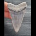 6.2 cm very large tooth of Great White Shark from Peru