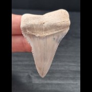 5.4 cm large bright tooth of Great White Shark from Peru