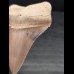 5,4 cm großer heller Zahn des Großen Weißen Hai aus Peru