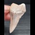 5,4 cm großer heller Zahn des Großen Weißen Hai aus Peru