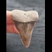 5,1 cm brown tooth of Great White Shark from Peru