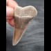 5,1 cm brown tooth of Great White Shark from Peru