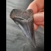 5,6 cm dunkler Zahn des Großen Weißen Hai aus Peru