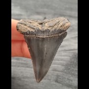 5.6 cm dark tooth of Great White Shark from Peru