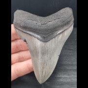 9,7 cm beautiful preserved tooth of Megalodon