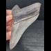9,7 cm schön erhaltener Zahn des Megalodon