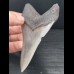 9,7 cm schön erhaltener Zahn des Megalodon