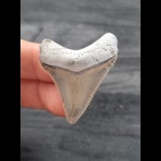 3,9 cm rasiermesserscharfer Zahn des Carcharocles Chubutensis aus Lee Creek