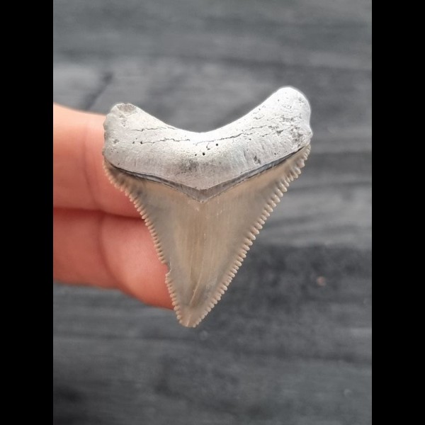 3.9 cm razor sharp tooth of Carcharocles Chubutensis from Lee Creek