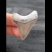 3.9 cm razor sharp tooth of Carcharocles Chubutensis from Lee Creek