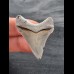 3,9 cm rasiermesserscharfer Zahn des Carcharocles Chubutensis aus Lee Creek