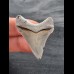 3.9 cm razor sharp tooth of Carcharocles Chubutensis from Lee Creek