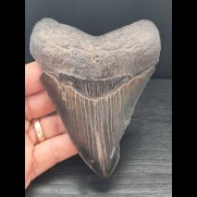 11.3 cm tooth of the Megalodon with good serration
