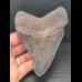 11,3 cm großer Zahn des Megalodon mit guter Zahnung