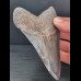 11,3 cm großer Zahn des Megalodon mit guter Zahnung