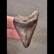 4,9 cm gray tooth of the Megalodon