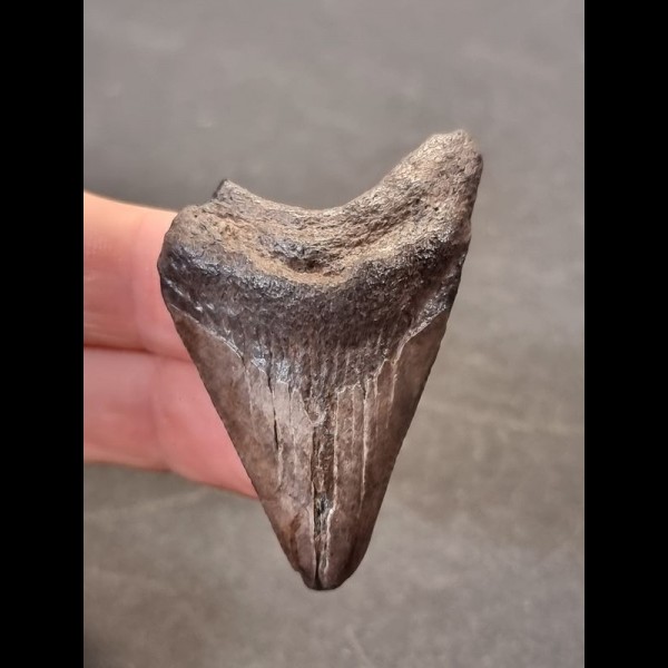 4,9 cm grauer Zahn des Megalodon