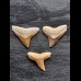 Set of fossil teeth of the bull shark and lemon shark from Bone Valley