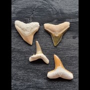 Set of 4 fossil shark teeth from Bone Valley