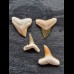 Set aus 4 fossilen Haizähnen aus dem Bone Valley