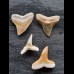 Set aus 4 fossilen Haizähnen aus dem Bone Valley