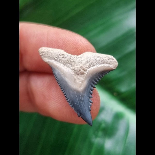 2,7 cm blauer Zahn des Hemipristis serra