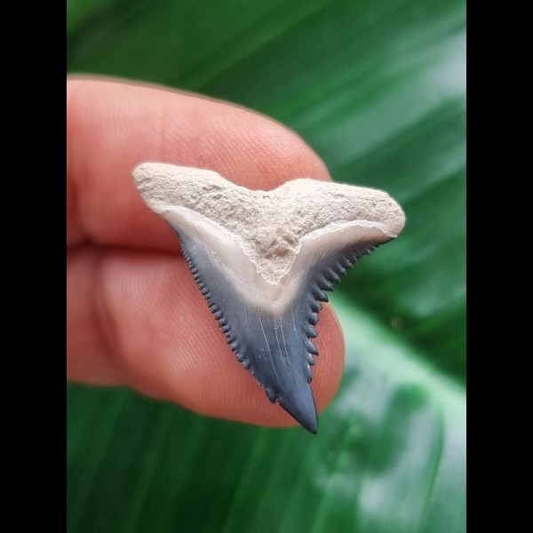 2.7 cm blue tooth of Hemipristis serra