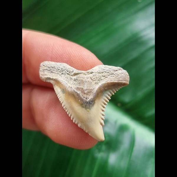 2.7 cm light tooth of Hemipristis serra