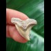 2.7 cm light tooth of Hemipristis serra
