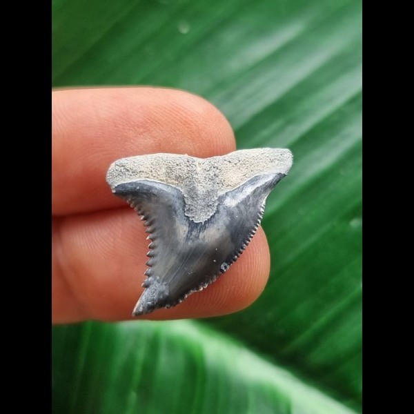 2,6 cm blaugrauer Zahn des Hemipristis serra