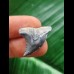 2,6 cm blaugrauer Zahn des Hemipristis serra