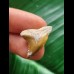 2,4 cm  brauner Zahn des Hemipristis serra