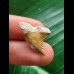 2.4 cm brown tooth of Hemipristis serra