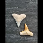2.3 cm teeth of the bull shark and lemon shark