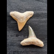 2.5 cm teeth of the bull shark and lemon shark