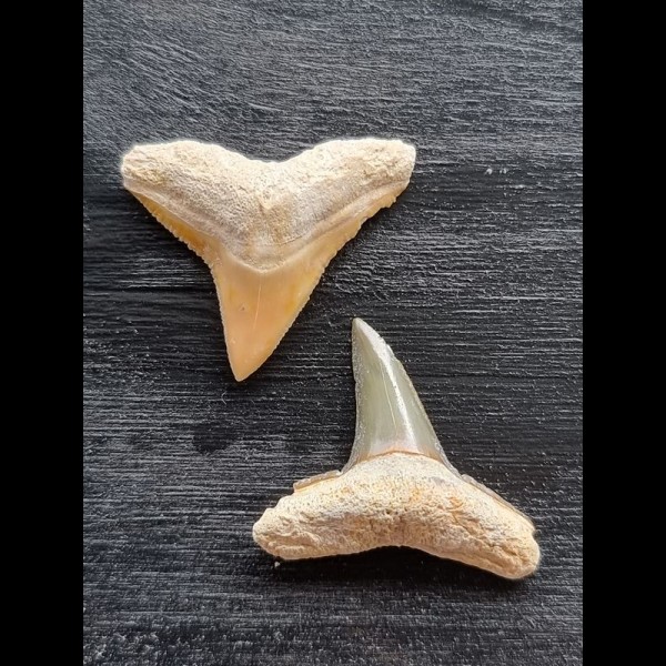 2,5 cm große Zähne des Bullenhai und des Zitronenhai