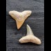 2,5 cm große Zähne des Bullenhai und des Zitronenhai