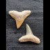 2.5 cm teeth of the bull shark and lemon shark