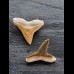 2.5 cm teeth of the bull shark and lemon shark