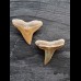 2.5 cm teeth of the bull shark and lemon shark