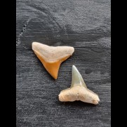 2.2 cm teeth of the bull shark and lemon shark