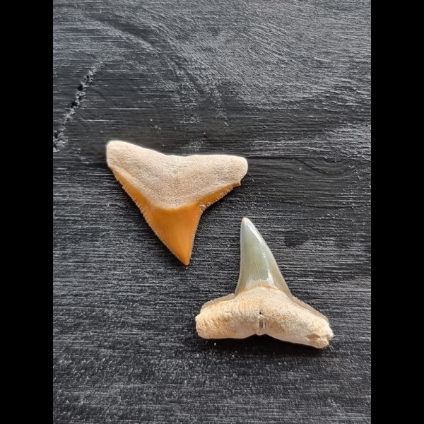 2,2 cm große Zähne des Bullenhai und des Zitronenhai 
