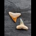 2.2 cm teeth of the bull shark and lemon shark