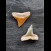 2,2 cm große Zähne des Bullenhai und des Zitronenhai 